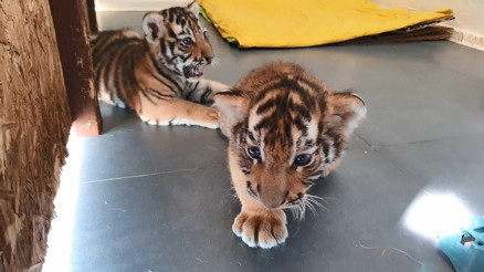 Türkiye’nin ilk büyük kedi parkı: AslanPark Türkiye’nin ilk büyük kedi parkı: AslanPark
