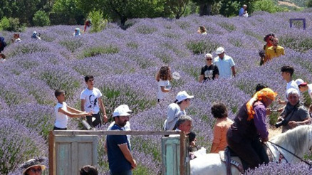 Mersinde lavanta bahçeleri yoğun ilgi görüyor Mersinde lavanta bahçeleri yoğun ilgi görüyor