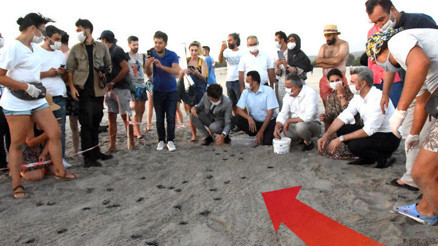 Patara Plajında 5 binden fazla yavru kaplumbağa denizle buluştu