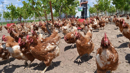 Tavuk eti üretimi yüzde 11,5 arttı