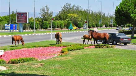 Şehir merkezine akın ettiler Görenler şaşkına döndü