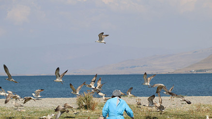 Vanda martı ölümlerinin nedeni belli oldu