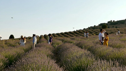 Gelin ve damatların tercihi...Lavanta bahçelerine yoğun ilgi