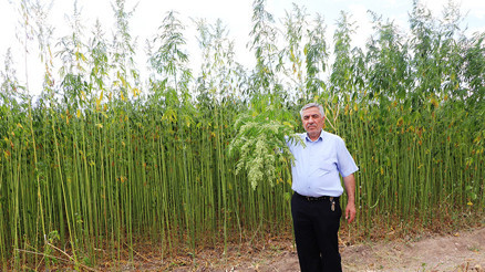 Kenevirin boyu 4 metreye ulaştı