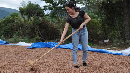 Hasadı süren fındıkta aflatoksin uyarısı