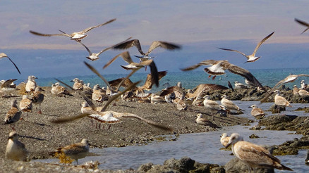 Van Gölü kıyıları martı ölümlerinden tamamen temizlendi