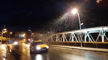 Ardahanda kelebeklerin ölüm uçuşu görsel şölene dönüştü