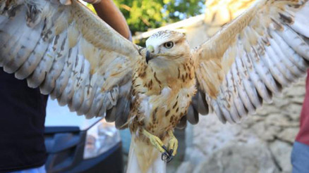 Yaralı kızıl şahine tedavi