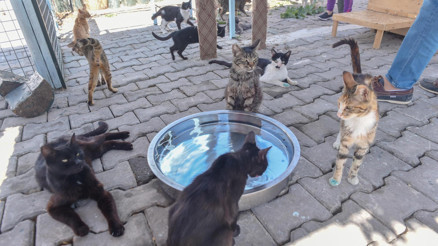 Can dostlara yeni barınak