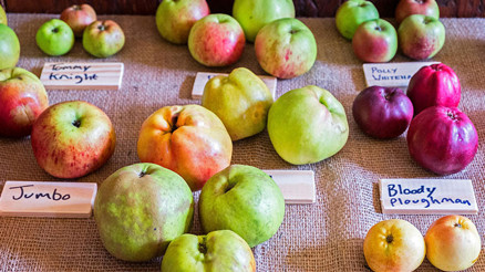 Mitolojide de yeri var günümüz sofrasında da... Elmanın hiç bilmediğiniz özellikleri