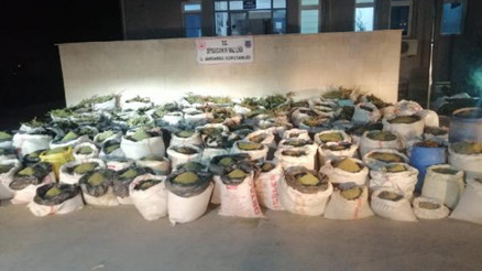 Diyarbakırda 14 milyon kök kenevir, 5 ton esrar ele geçirildi
