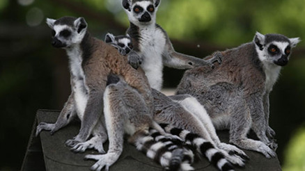 Boğaziçi Hayvanat Bahçesi Nerede Boğaziçi Hayvanat Bahçesi Hayvanları, Giriş Ücreti, Çalışma Saatleri Ve İletişim Bilgileri (2020) Boğaziçi Hayvanat Bahçesi Nerede Boğaziçi Hayvanat Bahçesi Hayvanları, Giriş Ücreti, Çalışma Saatleri Ve İletişim Bilgileri (2020)