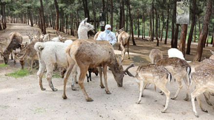 Çekmeköy Hayvanat Bahçesi Nerede Çekmeköy Hayvanat Bahçesi Hayvanları, Giriş Ücreti, Çalışma Saatleri Ve İletişim Bilgileri (2020) Çekmeköy Hayvanat Bahçesi Nerede Çekmeköy Hayvanat Bahçesi Hayvanları, Giriş Ücreti, Çalışma Saatleri Ve İletişim Bilgileri (2020)