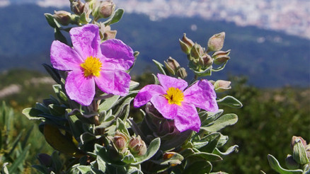 Antiviral ve Antibakteriyel: Pembe Laden (Cistus Creticus)