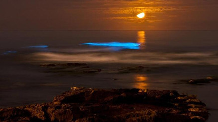 Yakamoz Nedir Ve Ne Demek Yakamoz Nasıl Oluşur Ve Bitki Midir