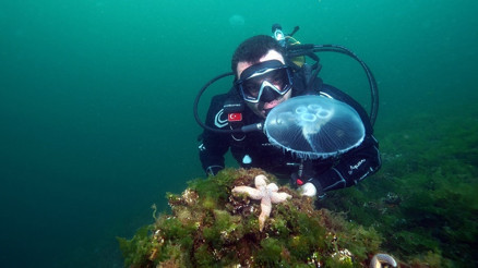 Marmarada görülen ay denizanası için uyarı: Değdiğinde yakar