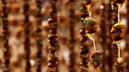 GastroAntep Festivali, fıstık hasadı ve şire yapımı ile başladı