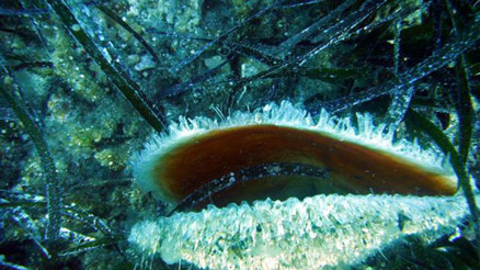 Ege ve Akdeniz’deki çift kabuklu yumuşakçalar tehdit altında Ege ve Akdeniz’deki çift kabuklu yumuşakçalar tehdit altında