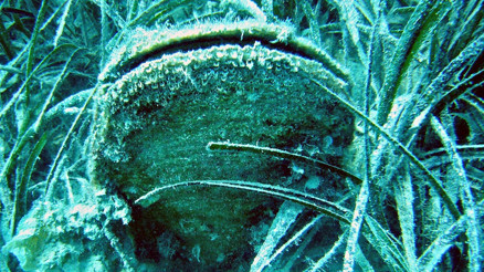 Ege ve Akdeniz’deki çift kabuklu yumuşakçalar tehdit altında Ege ve Akdeniz’deki çift kabuklu yumuşakçalar tehdit altında