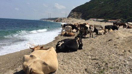 Çilingoz Plajı Nerede Ve Nasıl Gidilir Çilingoz Plajı Özellikleri, Kamp İle Konaklama Detayları Ve Giriş Ücreti (2023)