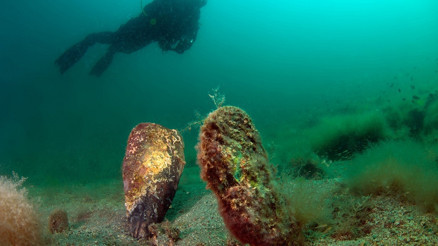 Denizlerin temizleyicisi pinaları öldüren virüs, kıyılarımıza geldi