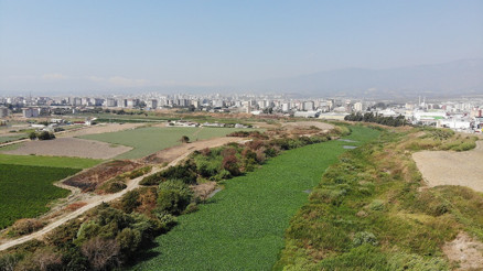 Su sümbülleri Asi Nehrini yeniden istila etti