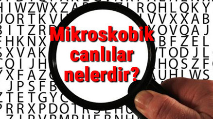 Mikroskobik canlılar nelerdir Nerede yaşar ve solunum yapar mı Mikroskobik canlıların özellikleri ve faydaları