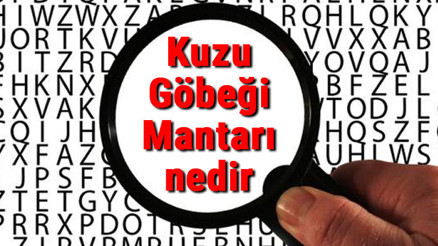 Kuzu Göbeği Mantarı nedir ve nerelerde yetişir Kuzu Göbeği Mantarı nasıl pişirilir ve faydaları Kuzu Göbeği Mantarı nedir ve nerelerde yetişir Kuzu Göbeği Mantarı nasıl pişirilir ve faydaları
