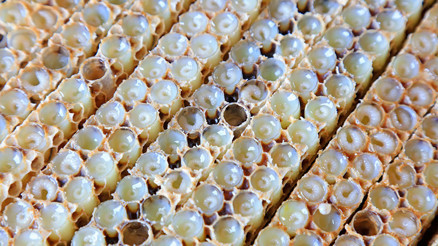 Bağışıklığınızı arı ürünleriyle güçlendirin