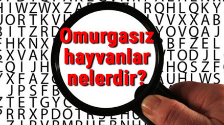 Omurgasız hayvanlar nelerdir nasıl çoğalır ve kaça ayrılır Omurgasız hayvanların özellikleri ve isimleri