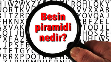Besin piramidi nedir Besin piramidi özellikleri ve hayvanlar