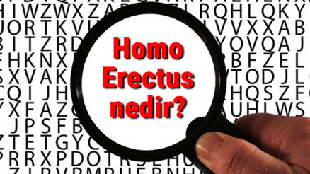 Homo Erectus nedir ve ne demek Homo Erectus hakkında bilgi