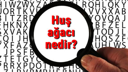 Huş ağacı nedir ve nerede yetişir Huş ağacı özellikleri ve faydaları