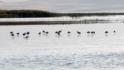 Erçek Gölü’ndeki flamingolar göz kamaştırdı