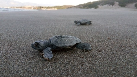 Patarada 22 bin yavru caretta caretta denizle buluştu