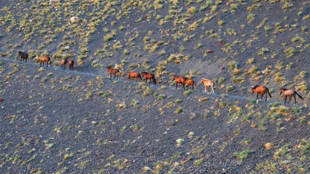 Hakkaride yılkı atları, dronla görüntülendi