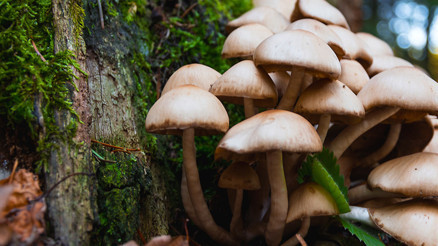 Uzmanlar uyarıyor: Yabani mantarlara dikkat