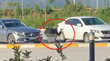 Son dakika haberleri... Dinlenme tesisinde dehşet Ateş etti, tabancanın kabzasıyla vurdu