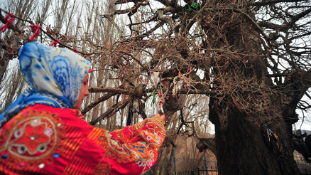 Yozgat’taki 4 asırlık ulu kavak keşfedilmeyi bekliyor