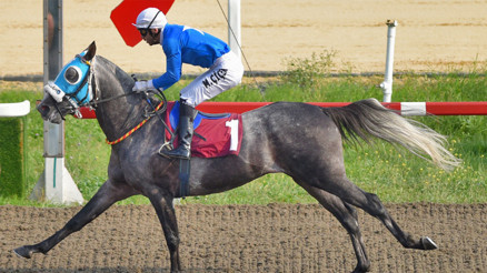 Ankarada muhteşem cumartesi Şampiyon atlar...