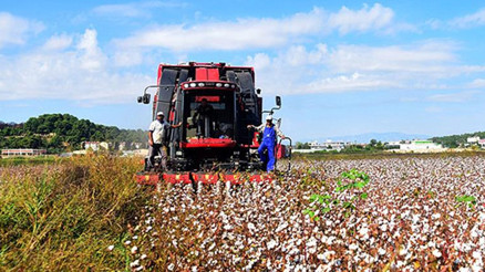 Türk pamuğuna talep Kovid-19a rağmen arttı