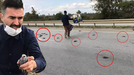 Kuşların esrarengiz ölümü ile ilgili inceleme başlatıldı