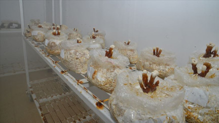 Üniversitede tıbbi ve yenilebilir mantar türleri üretilecek