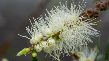 Niaouli Uçucu Yağı Nedir Niaouli Yağının Faydaları Nelerdir Niaouli Uçucu Yağı Nedir Niaouli Yağının Faydaları Nelerdir