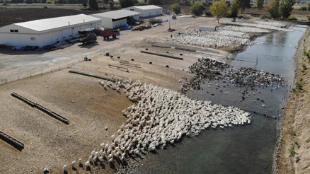 Hobi olarak beslemeye başladı Türkiye’nin her yerine gönderiyor Hobi olarak beslemeye başladı Türkiye’nin her yerine gönderiyor