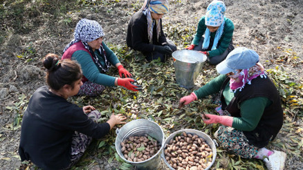 Amerika’dan geldi, üretimi 2 bin tonu aştı