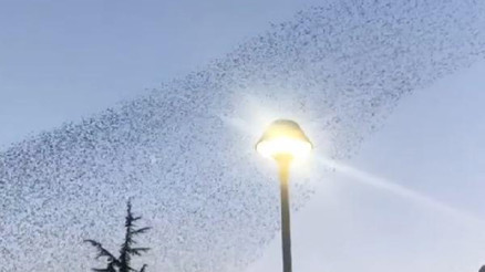 Kayseride sığırcıklardan görsel şölen