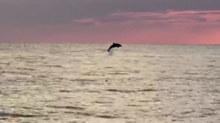 Gün batımında sahile 100 metre uzakta yunusların muhteşem şovu Gün batımında sahile 100 metre uzakta yunusların muhteşem şovu