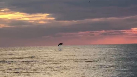 Turistlerin çekildiği sahiller yunuslara kaldı Turistlerin çekildiği sahiller yunuslara kaldı