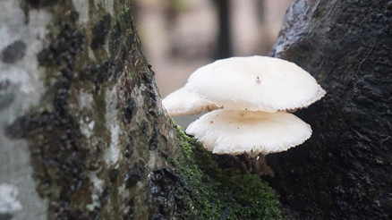 Mantar uzmanı Jilber Barutçiyan: Bazı mantarlar son yemeğiniz olabilir